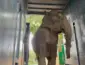 Após mais de 30 anos em cativeiro, elefanta Baby está a caminho de Mato Grosso para recomeçar a vida
