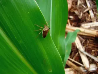Fungo benéfico transforma “perfume” do milho e ajuda a combater praga sem agrotóxicos