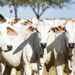 Atualização de rebanhos entra na reta final e INDEA alerta produtores para prazo até 10 de junho