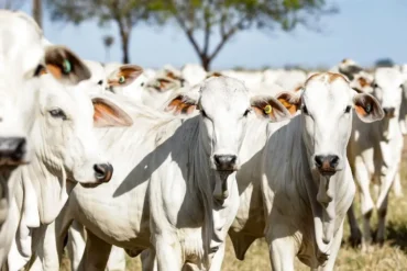 Atualização de rebanhos entra na reta final e INDEA alerta produtores para prazo até 10 de junho