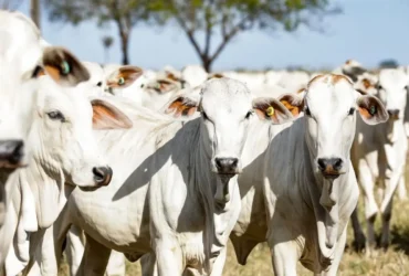Atualização de rebanhos entra na reta final e INDEA alerta produtores para prazo até 10 de junho