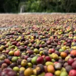 Mato Grosso lança Concurso de Qualidade do Café para valorizar produtores e impulsionar cafés especiais