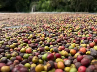 Concurso de Qualidade do Café de Mato Grosso será lançado em Colniza