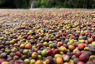Concurso de Qualidade do Café de Mato Grosso será lançado em Colniza