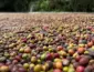 Mato Grosso lança Concurso de Qualidade do Café para valorizar produtores e impulsionar cafés especiais