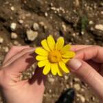 Amor ou cilada? Os 5 signos que mais se envolvem em triângulos amorosos