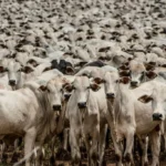 Cuiabá sedia pela primeira vez a Conferência Nacional sobre Defesa Agropecuária com foco em sanidade e tecnologia