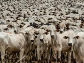Cuiabá sediará a 9ª Conferência Nacional sobre Defesa Agropecuária
