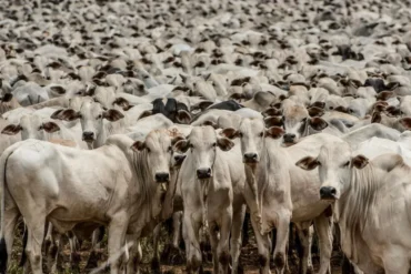 Cuiabá sediará a 9ª Conferência Nacional sobre Defesa Agropecuária