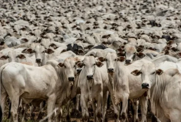 Cuiabá sediará a 9ª Conferência Nacional sobre Defesa Agropecuária