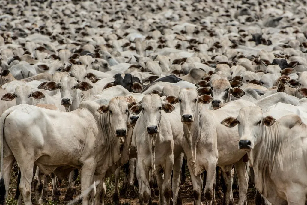 Cuiabá sediará a 9ª Conferência Nacional sobre Defesa Agropecuária
