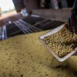 Indústria da soja caminha para novo recorde de processamento em 2026, projeta Abiove