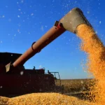 Milho de Mato Grosso deve ganhar mercado com seca em outros estados e fortalecer demanda na safra 2025/26