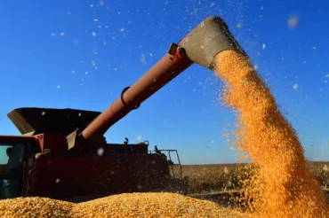 Milho de Mato Grosso deve ganhar mercado com seca em outros estados e fortalecer demanda na safra 2025/26
