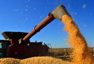Milho de Mato Grosso deve ganhar mercado com seca em outros estados e fortalecer demanda na safra 2025/26