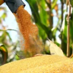 Colheita do milho avança em Lucas do Rio Verde com expectativa de boa produtividade