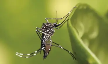 O Aedes aegypti, mosquito transmissor dos vírus da chikungunya, dengue e zika (Foto: Muhammad Mahdi Karim/Wikimedia Commons)