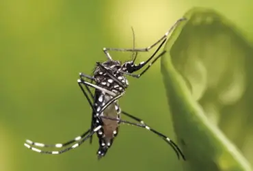 O Aedes aegypti, mosquito transmissor dos vírus da chikungunya, dengue e zika (Foto: Muhammad Mahdi Karim/Wikimedia Commons)