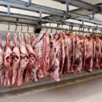 Abate de bovinos bate recorde no primeiro trimestre e reforça força da pecuária brasileira