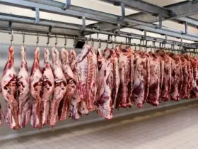 Mais de 10,2 milhões de animais foram abatidos entre janeiro e março, maior volume da série histórica para o período