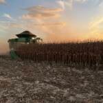 Mato Grosso acelera colheita do milho, mas alta dos custos em 14% exige cautela para a próxima safra, diz Imea