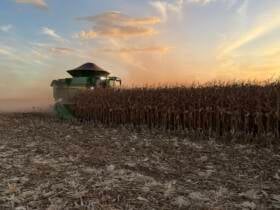 Mato Grosso acelera colheita do milho, mas alta dos custos em 14% exige cautela para a próxima safra, diz Imea