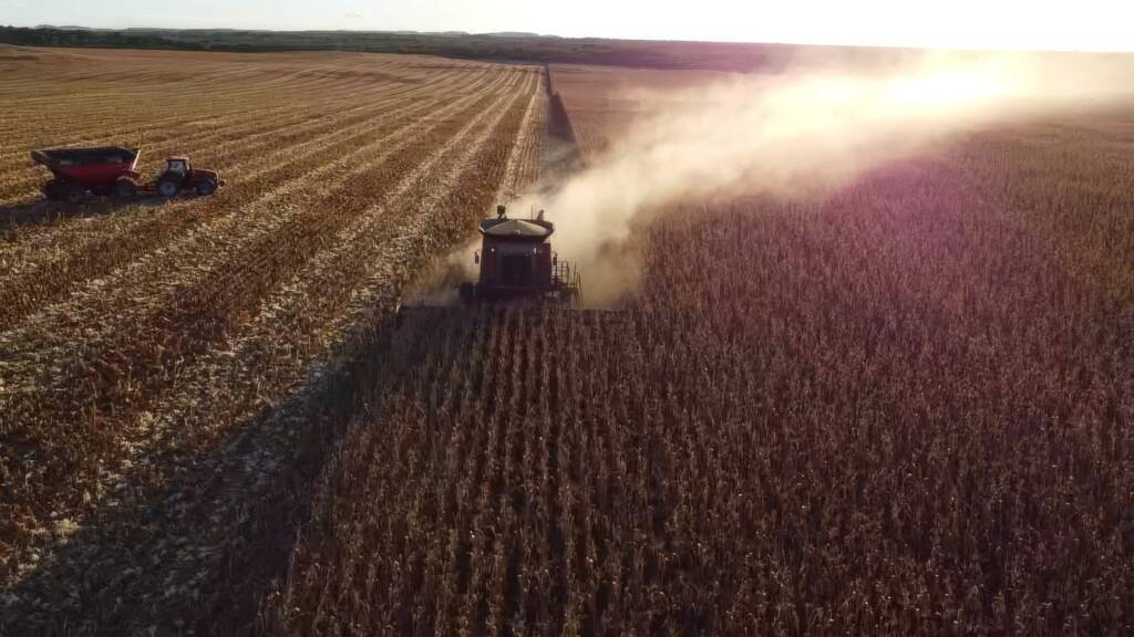 Mato Grosso supera 20% da colheita de milho e mantém avanço nas negociações da safra 25 26