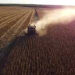 Mato Grosso supera 20% da colheita de milho e mantém avanço nas negociações da safra 25/26