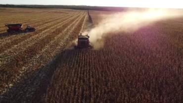 Mato Grosso supera 20% da colheita de milho e mantém avanço nas negociações da safra 25 26