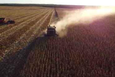 Mato Grosso supera 20% da colheita de milho e mantém avanço nas negociações da safra 25 26