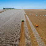 Safra 2025/26: MT projeta 111,3 milhões de toneladas de grãos e mantém liderança nacional
