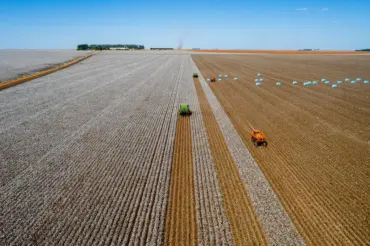 Produção de algodão, soja e milho em Mato Grosso na safra 25/26