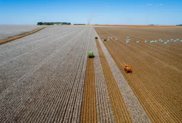 Produção de algodão, soja e milho em Mato Grosso na safra 25/26