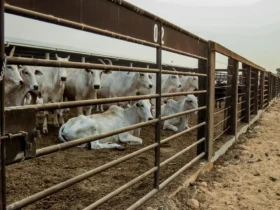 Abate de bovinos em Mato Grosso lidera crescimento nacional em 2026