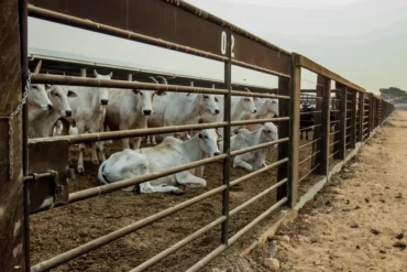 Abate de bovinos em Mato Grosso lidera crescimento nacional em 2026