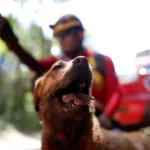 Mato Grosso sediará Certificação Nacional de Cães de Busca e Salvamento
