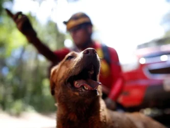 Mato Grosso sediará Certificação Nacional de Cães de Busca e Salvamento