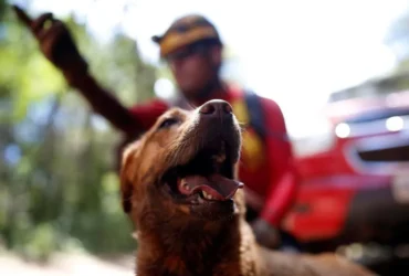 Mato Grosso sediará Certificação Nacional de Cães de Busca e Salvamento