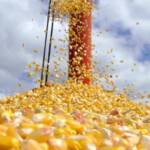 Mato Grosso lidera produtividade do milho e reforça força do agro mesmo com desafios na safra 2025/26