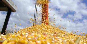 Mato Grosso lidera produtividade do milho e reforça força do agro mesmo com desafios na safra 2025/26