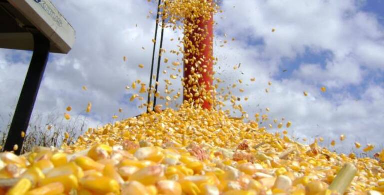 Mato Grosso lidera produtividade do milho e reforça força do agro mesmo com desafios na safra 2025/26