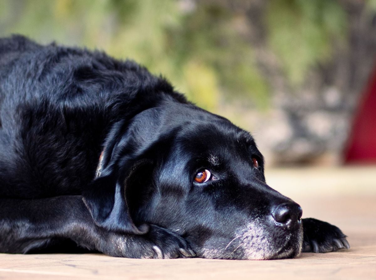 Os animais que passam anos aguardando uma família   Pexels (1)