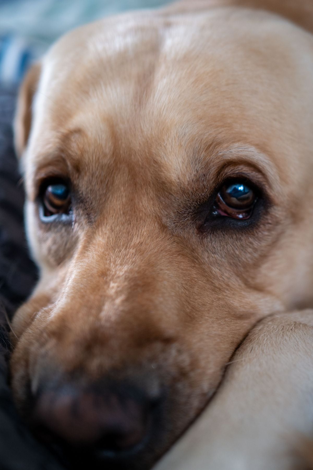 Os animais que passam anos aguardando uma família   Pexels (2)