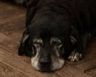 Os animais que passam anos aguardando uma família   Pexels (3)