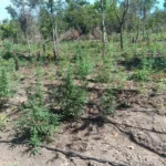 Tolerância Zero: PM desmonta 70ª invasão de terra em MT e descobre 5 mil pés de maconha em Luciara