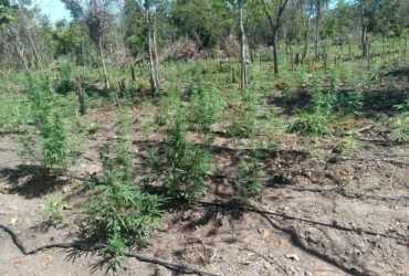 Invasão de terra em Luciara leva à apreensão de 5 mil pés de maconha