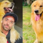 Pedido da Gol é negado e ação da Defensoria sobre morte de cão durante voo é mantida pela Justiça
