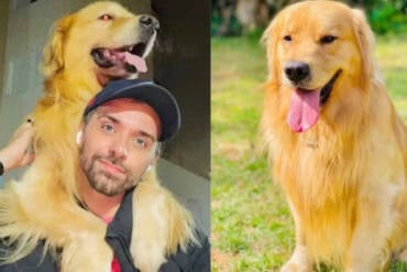 Pedido da Gol é negado e ação da Defensoria sobre morte de cão durante voo é mantida pela Justiça