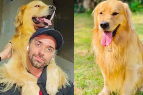 Pedido da Gol é negado e ação da Defensoria sobre morte de cão durante voo é mantida pela Justiça