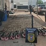 Dema e Sema apreendem quase uma tonelada de pescado irregular e prendem três em Cuiabá